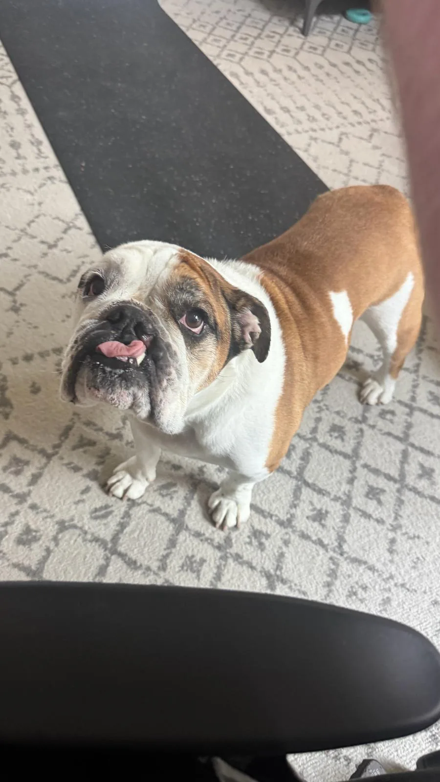 Rufus preview