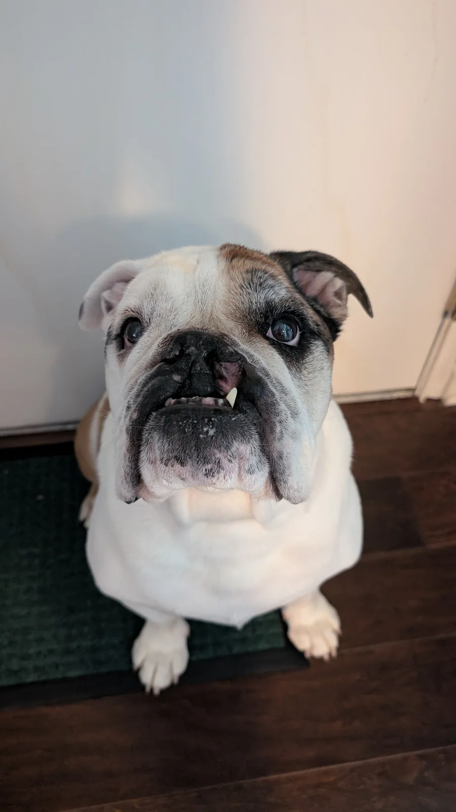 Rufus looking straight up at the camera, with one little tooth showing.